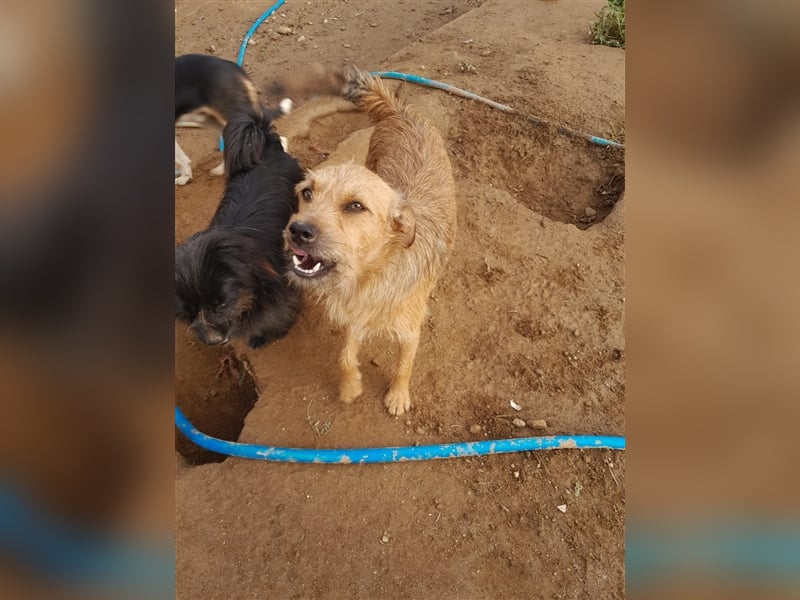 SAL sucht seine Für-Immer-Familie