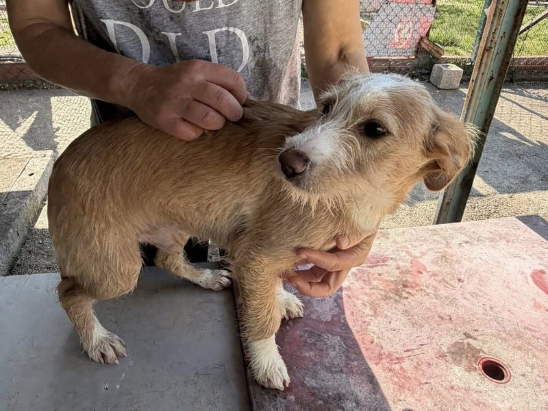 BUZZ sucht sein Traumkörbchen