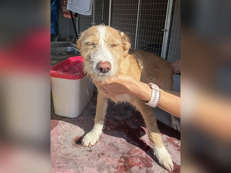 BUZZ sucht sein Traumkörbchen