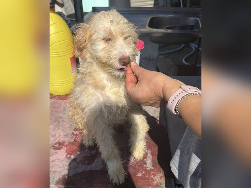 KALLE wünscht sich eine Familie