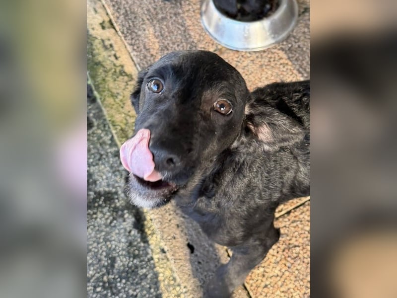 RUMO - süßer Hundejunge wünscht sich seine Familie