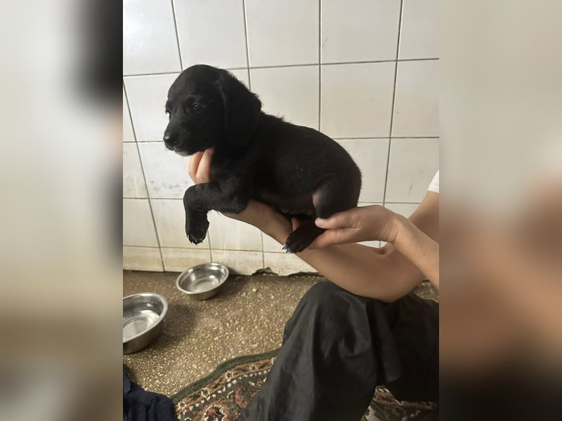 RUMO - süßer Hundejunge wünscht sich seine Familie