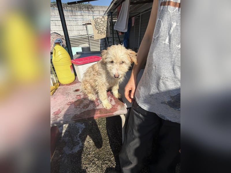 KALLE wünscht sich eine Familie