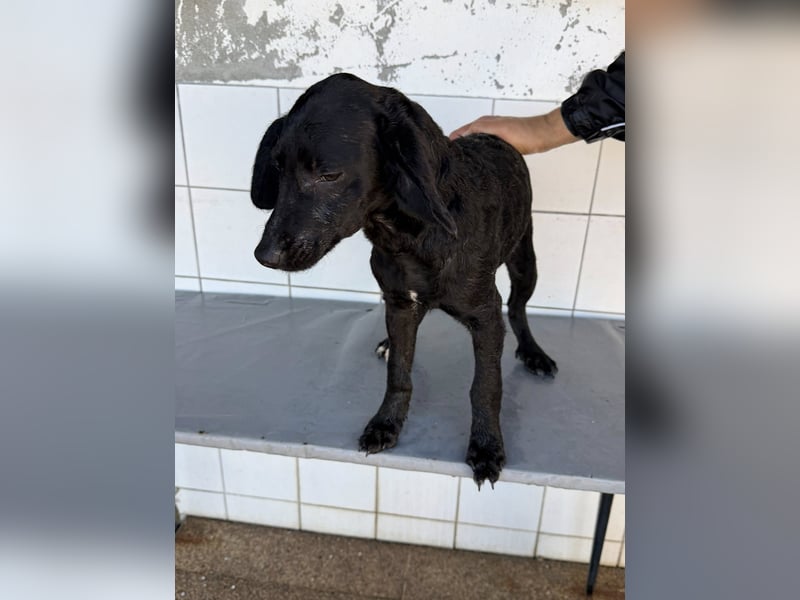 RUMO - süßer Hundejunge wünscht sich seine Familie