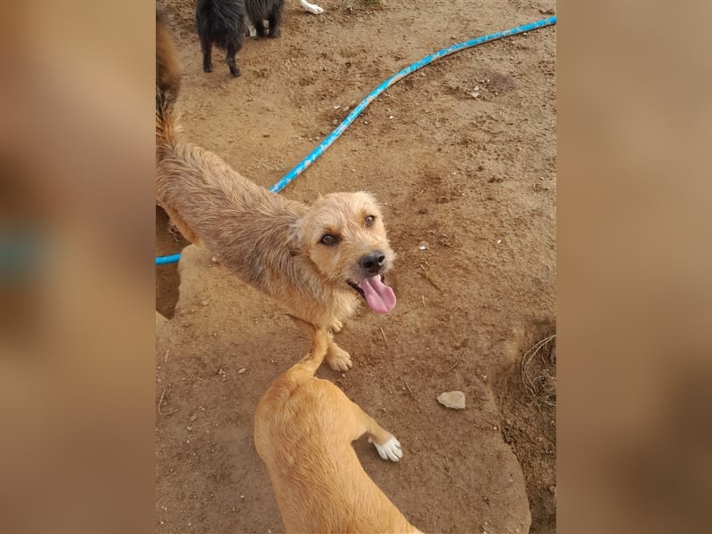 SAL sucht seine Für-Immer-Familie