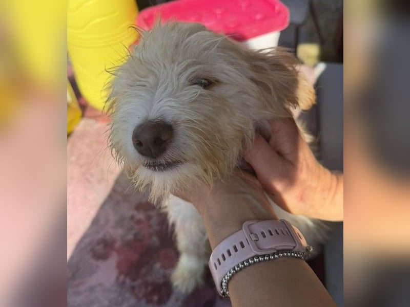 KALLE wünscht sich eine Familie