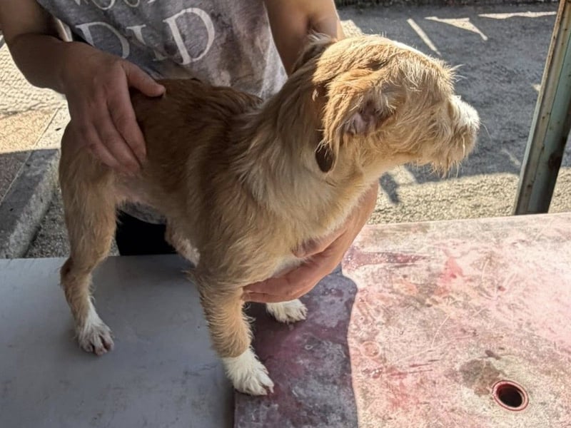 BUZZ sucht sein Traumkörbchen