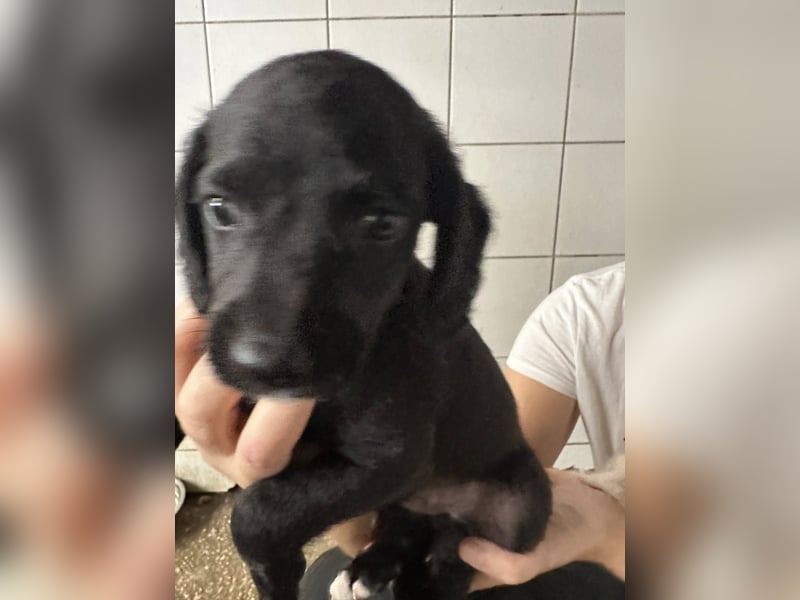 RUMO - süßer Hundejunge wünscht sich seine Familie