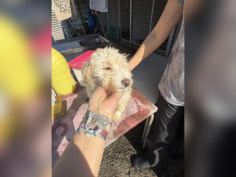 KALLE wünscht sich eine Familie