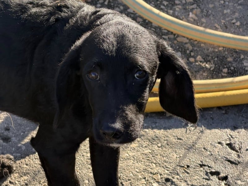 RUMO - süßer Hundejunge wünscht sich seine Familie
