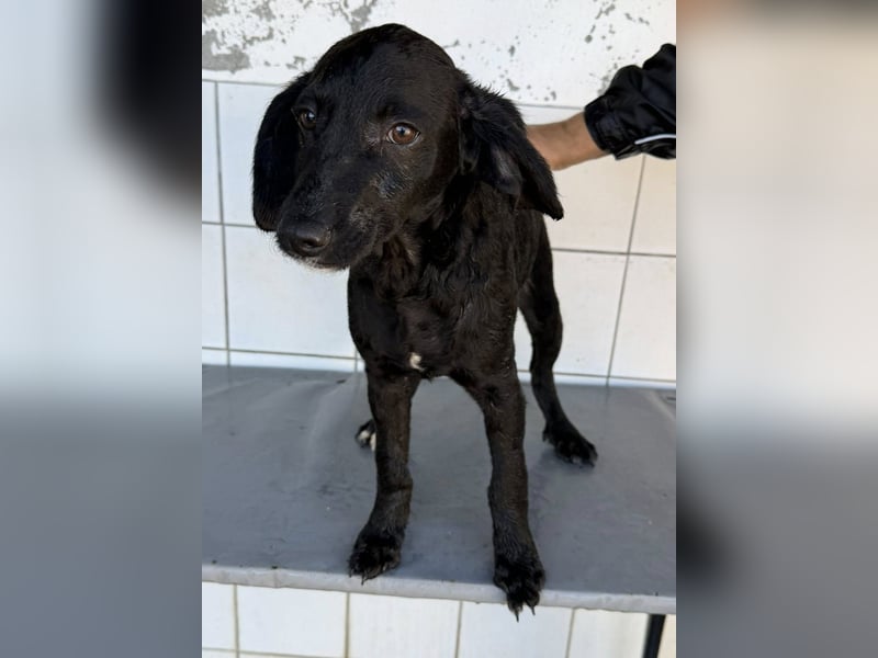 RUMO - süßer Hundejunge wünscht sich seine Familie