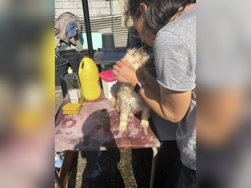 KALLE wünscht sich eine Familie