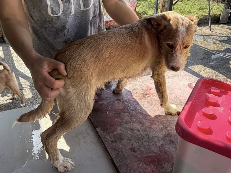 BUZZ sucht sein Traumkörbchen