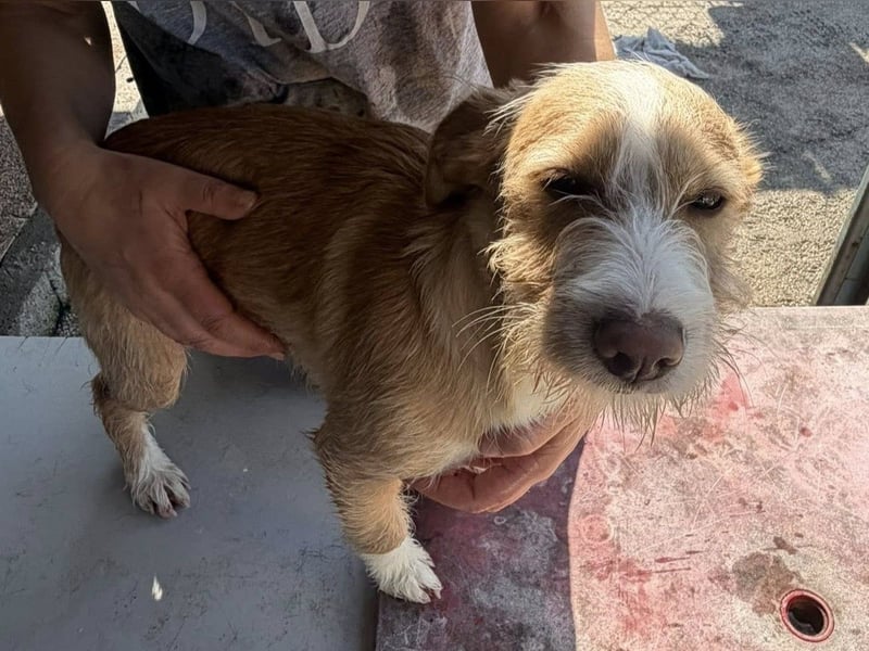 BUZZ sucht sein Traumkörbchen