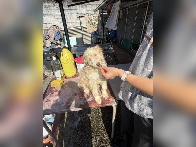 KALLE wünscht sich eine Familie