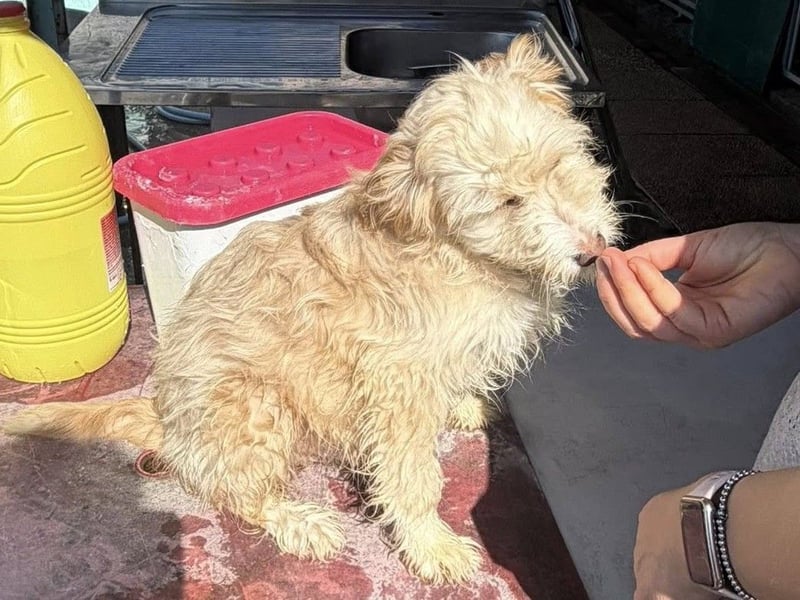 KALLE wünscht sich eine Familie