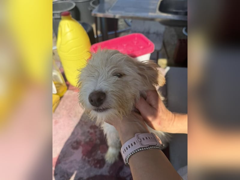 KALLE wünscht sich eine Familie