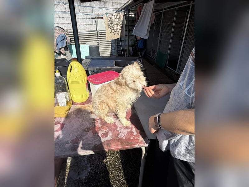 KALLE wünscht sich eine Familie