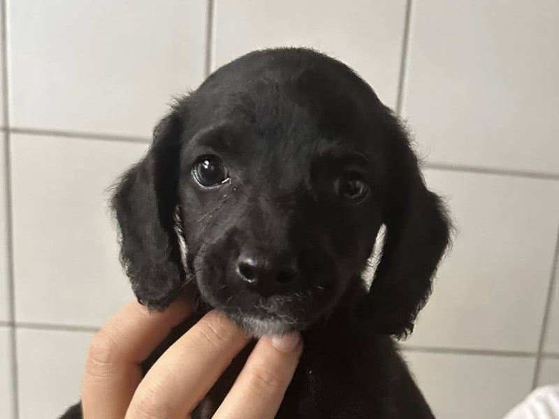 RUMO - süßer Hundejunge wünscht sich seine Familie