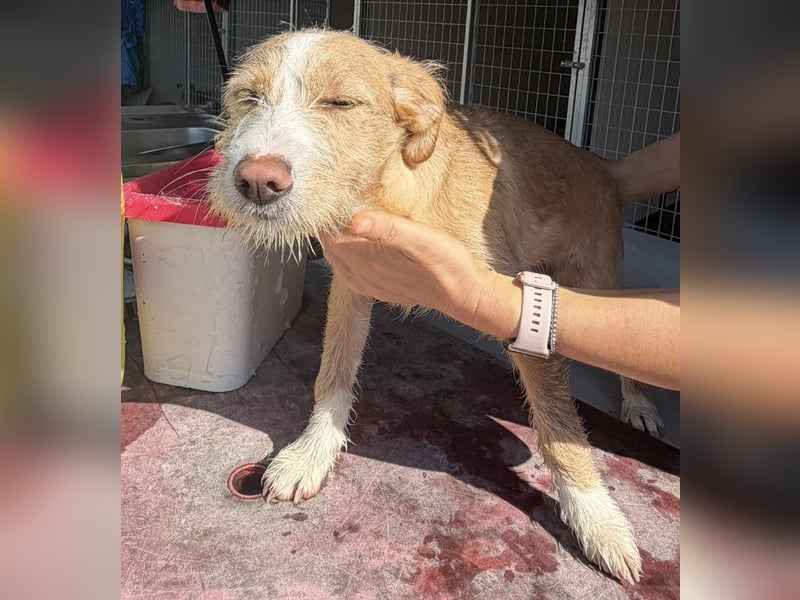 BUZZ sucht sein Traumkörbchen