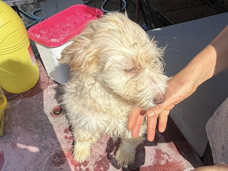 KALLE wünscht sich eine Familie