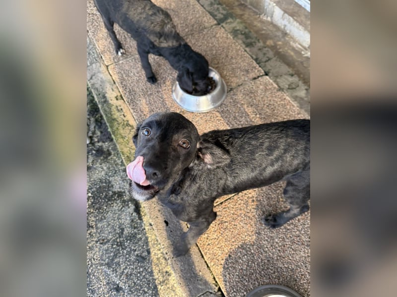 RUMO - süßer Hundejunge wünscht sich seine Familie