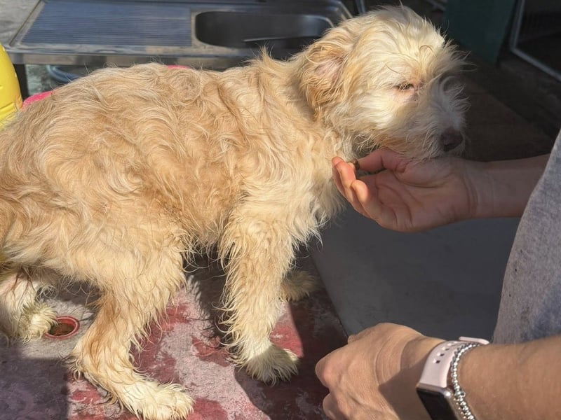 KALLE wünscht sich eine Familie