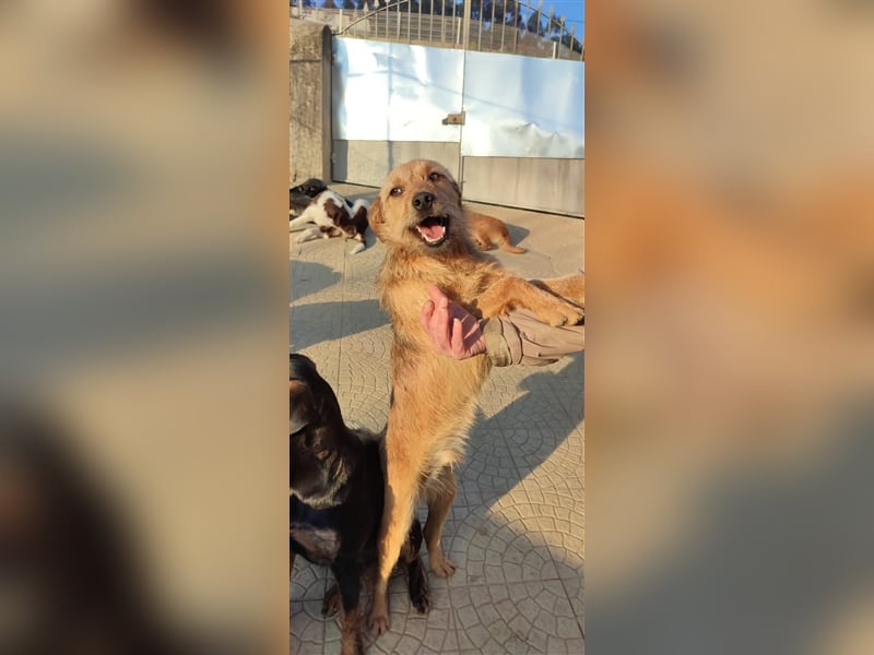 SAL sucht seine Für-Immer-Familie