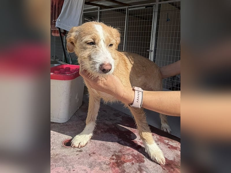 BUZZ sucht sein Traumkörbchen