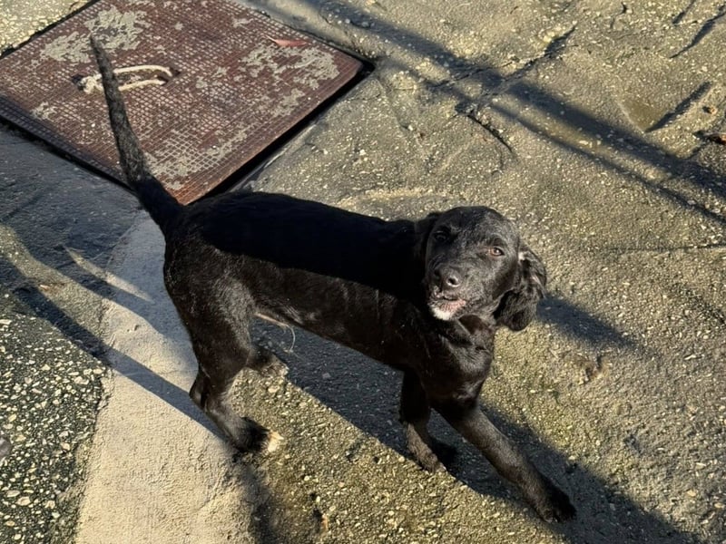 RUMO - süßer Hundejunge wünscht sich seine Familie