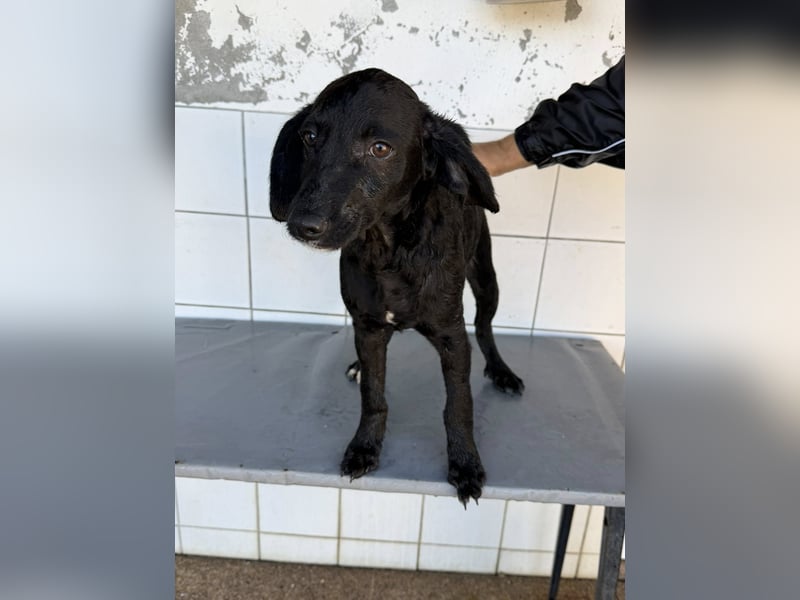 RUMO - süßer Hundejunge wünscht sich seine Familie