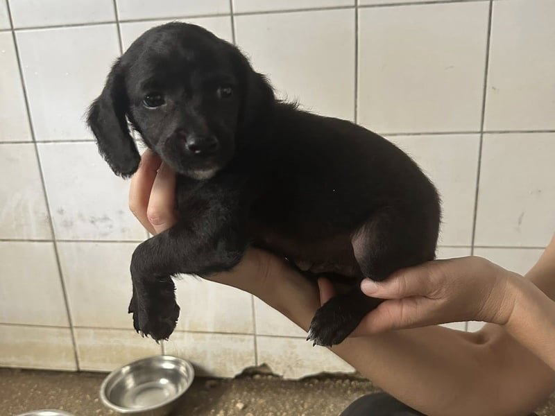 RUMO - süßer Hundejunge wünscht sich seine Familie