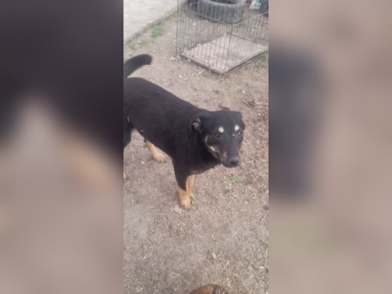 Kleine Maus wartet noch immer auf eine Chance