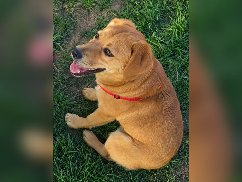 Balou freut sich auf Deinen Besuch