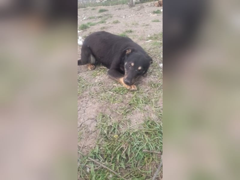 Kleine Maus wartet noch immer auf eine Chance