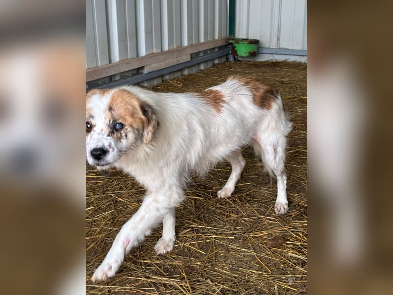 Hoffnungslos? Halbblinde Maus sucht ihr Glück