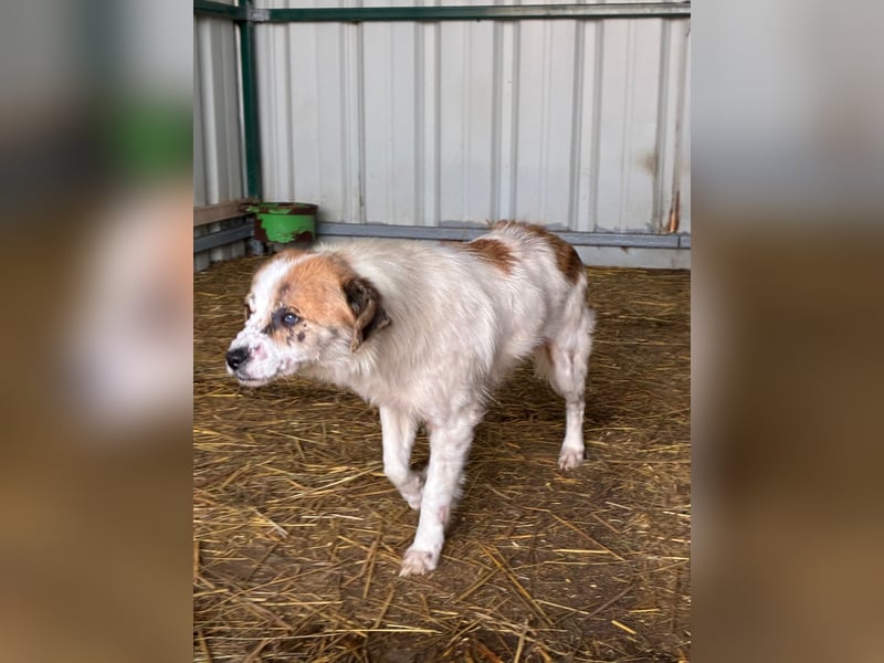 Hoffnungslos? Halbblinde Maus sucht ihr Glück