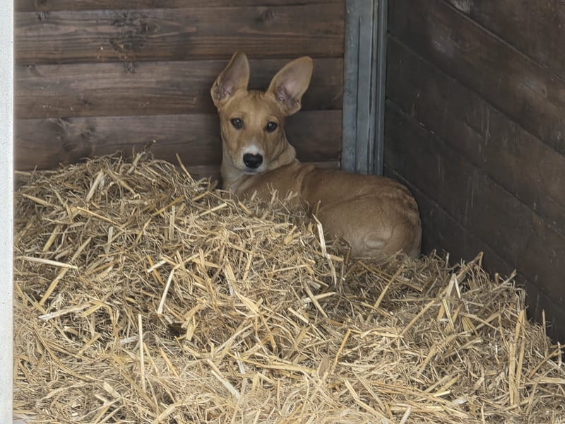 Süße Cleo freut sich auf Deinen Besuch