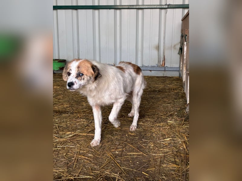 Hoffnungslos? Halbblinde Maus sucht ihr Glück