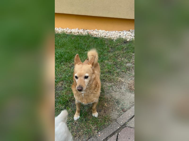 Omi Nanny hofft auf ein Zuhause