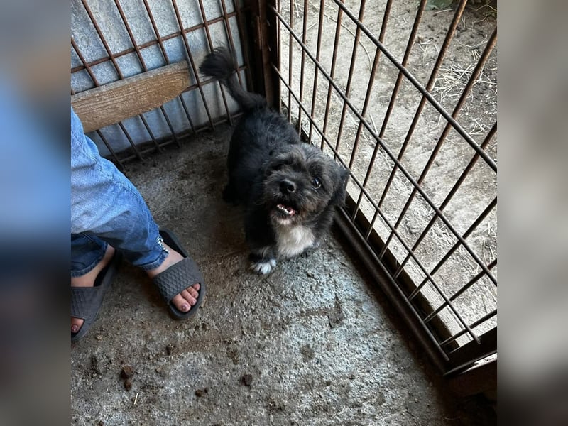 Dringend! MOMO sucht ein Zuhause