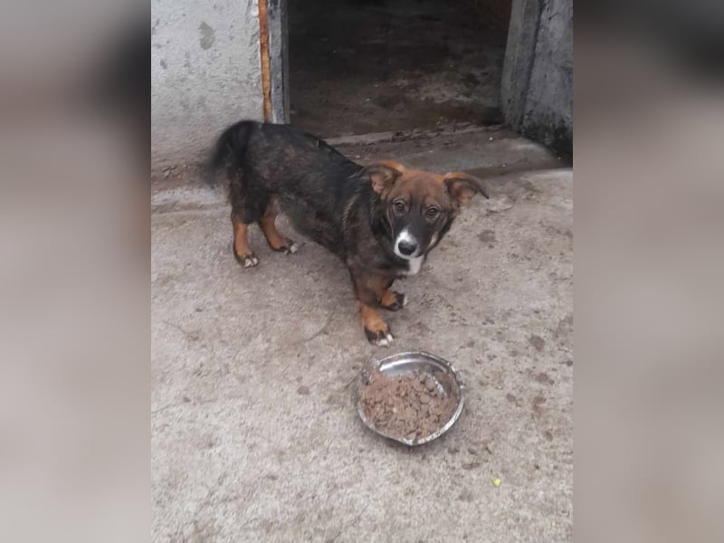 Kleine Mary sucht ihr Glück