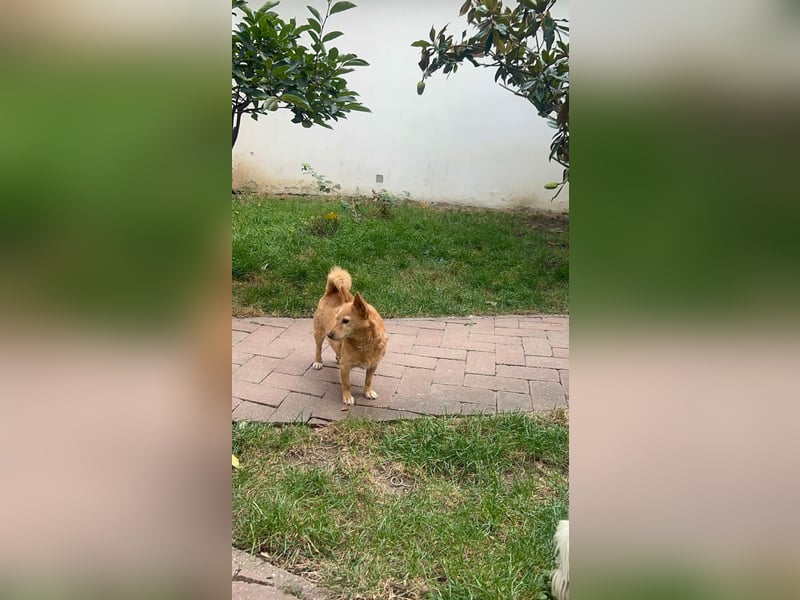 Omi Nanny hofft auf ein Zuhause