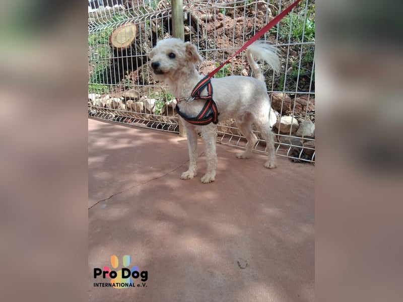 Fénix auf Pflegestelle in Langenbrand