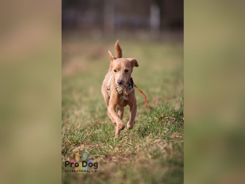 Oscar - ein kleiner Notfall auf der Suche