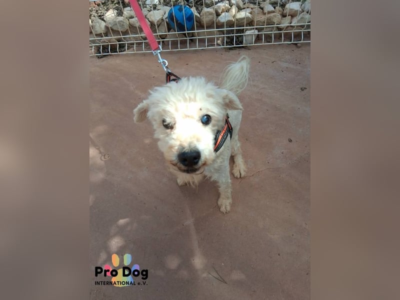 Fénix auf Pflegestelle in Langenbrand