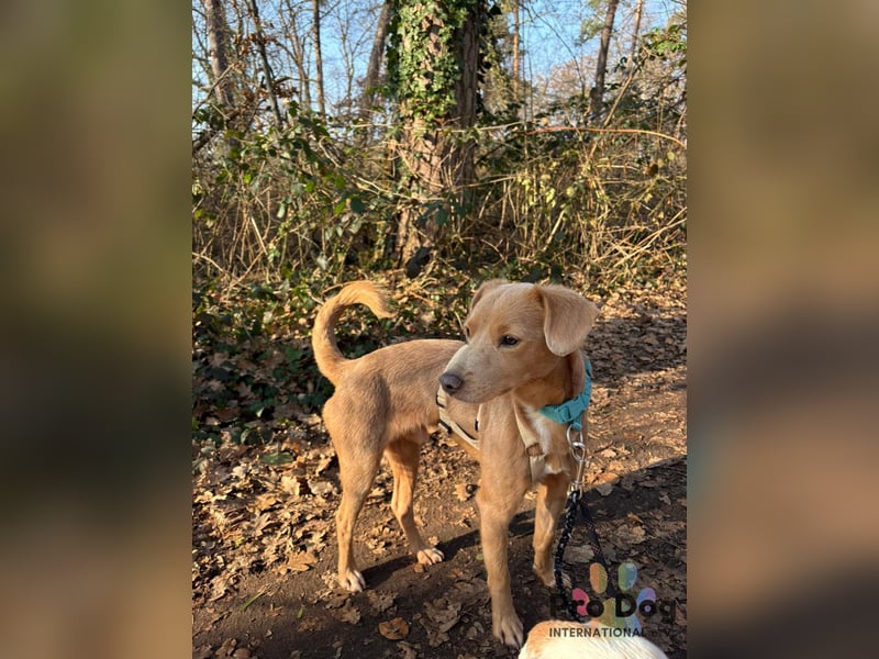 Oscar - ein kleiner Notfall auf der Suche