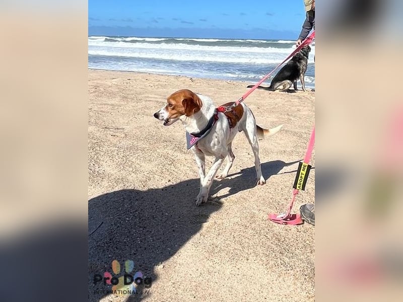 Riley sucht sein Zuhause