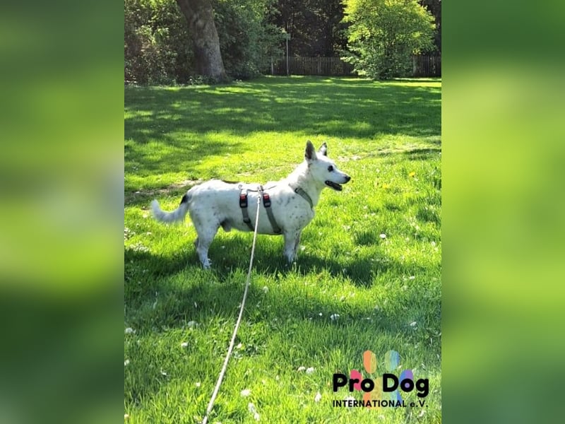 Aiko auf Pflegestelle