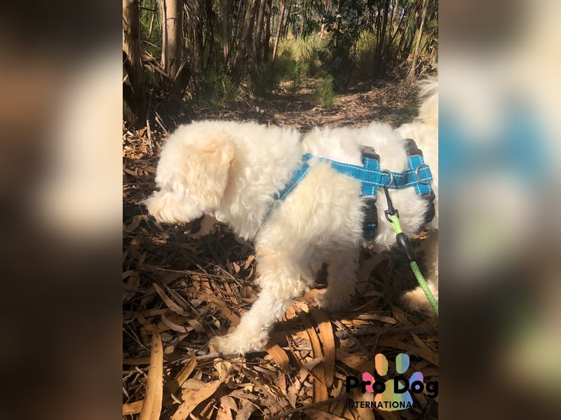 Fénix auf Pflegestelle in Langenbrand